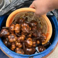 سیر ترشی درجه ۱ به صورت عمده