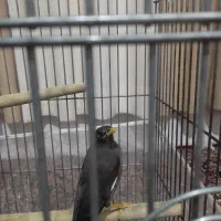 جوجه مینا|پرنده|مشهد, شهرک رازی (شهرک غرب)|دیوار