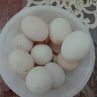 تخم مرغ برهما،گلین،براکل نطفه دار