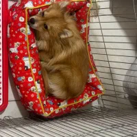 سگ پامرانین|سگ|تهران, جوادیه|دیوار