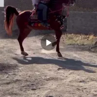 اسب اخته  نمونه ۸ دانگ