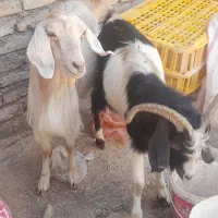 بز استاق .بزشیرا .بزغاله نر