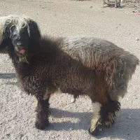 بره کوه قوچی بختیاری