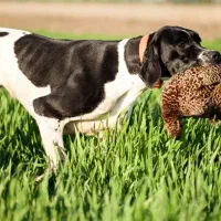 فروش سگ شکاری پوینتر انگلیس اصیل|سگ|آمل, |دیوار