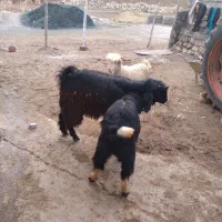 بزغاله نر|حیوانات مزرعه|کرمانشاه, |دیوار