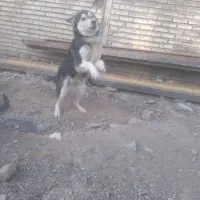 سگ نگهبان هاسکی