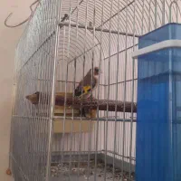 سهره سرسیا دیوونه دست مال باز تضمینی