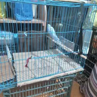 مرغ عشق  معاوضه با عروس