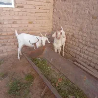 بزغاله|حیوانات مزرعه|نصر آباد, |دیوار