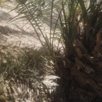 پاجوش‌مضافتی‌‌ریشه‌‌دارسالم‌‌