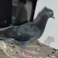 کبوتر زاغ کاکل نر