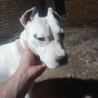 توله ماده دوگو