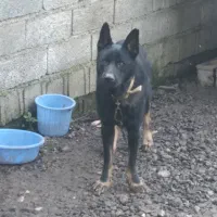 سگ ژرمن|سگ|املش, |دیوار