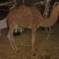 بچه شتر نر