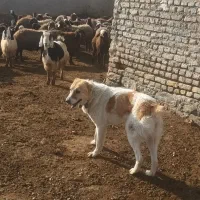 سگ گله ای|سگ|چناران, |دیوار