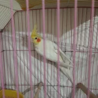 عروس هلندی لوتینو نر|پرنده|تهران, جوادیه تهرانپارس|دیوار