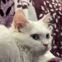 واگذاری گربه فوق العاده زیبا سفید اسکاتیش ترکیش|گربه|تهران, شهرک چیتگر|دیوار