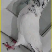 کفتر تهرونی نر گم شده