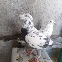 جفت کبوتر سوسکی