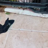 خرگوش،زیبا|موش و خرگوش|ملکآباد, |دیوار