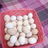 تخم مرغ محلی