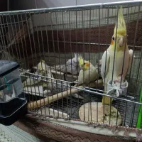 عروس هلندی مولد|پرنده|اصفهان, فردوان|دیوار