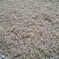 برنج  دانه بلند دم سیاه (صدری) مزارع شهرستان شفت|عمده‌فروشی|رشت, یخسازی|دیوار