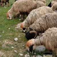 ۱۵میش‌‌قوچ‌ترکی‌بختیاری‌بره‌دار،جوان‌ولاشه‌دار