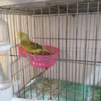 قناری نرو ماده