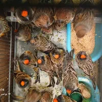 گلبسر (پرنده آواز خوان) سهره قناری حراج