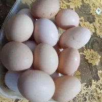 تخم ‌مرغ