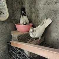 کفتر کله دم سبز