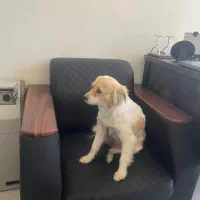 سگ گمشده|حیوانات|اصفهان, خانه اصفهان|دیوار