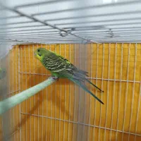 مرغ عشق سبز