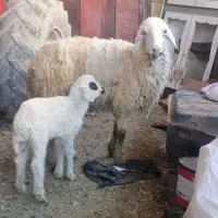 میش با بره 9عدد چاغ شرط جوان