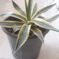 آگاو ابلق مینیاتوری|گل و گیاه طبیعی|بسطام, |دیوار