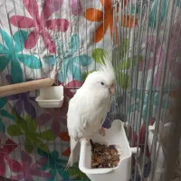 طوطی عروس هلندی مولد|پرنده|اسلامشهر, شهرک واوان|دیوار