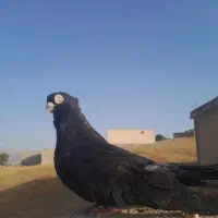 کبوتر صرب نر