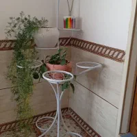 استند گل|گل و گیاه طبیعی|بردسیر, |دیوار