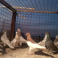 دسته کفتری|پرنده|شیراز, سهلآباد|دیوار