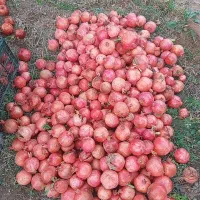 انار ربی|خوردنی و آشامیدنی|کاشان, دشت لتحر|دیوار