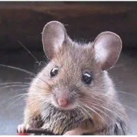 موش ، سم موش ، سمپاشی حشرات ، سم پاشی