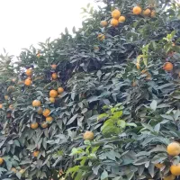 فروش نارنج پرآب|خوردنی و آشامیدنی|بابکان, |دیوار