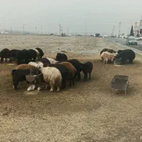 گوسفند زنده|حیوانات مزرعه|اندیشه, شهرک المهدی|دیوار