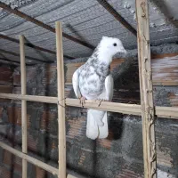 کفتر طوق سور نر