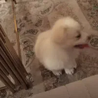 پامرین.|سگ|ری, شهرک نظامی|دیوار