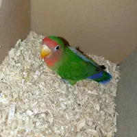 طوطی برزیلی