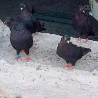 کبوتر زاغ ابادانی و یک جفت پوست پیازی|پرنده|شبانکاره, |دیوار