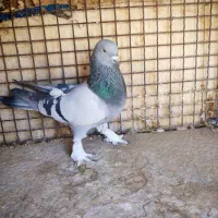 چهارتا بهبهونی دست اولی به شرط|پرنده|شیراز, رکنآباد|دیوار