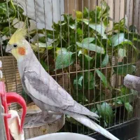 عروس هلندی سخنگو